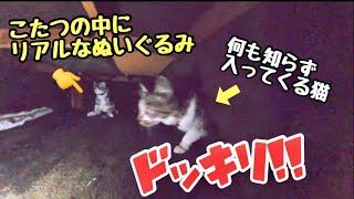 【ネコ】ウチの猫にリアルなぬいぐるみでドッキリ！