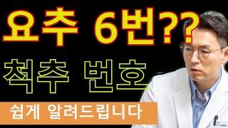 요추 6번?? 이 뭔가요? 척추 번호 매기는 방법 쉽게 알려드립니다