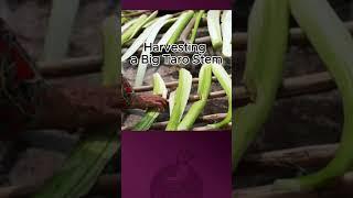  Mind-Blowing Taro Stem Recipe! Harvest to Crispy Fish Feast – SO TASTY! 