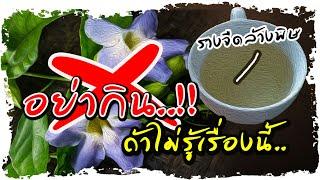 อย่ากินรางจืด..!! หากยังไม่รู้เรื่องนี้ สมุนไพร“ล้างพิษ” ใครบ้าง?ไม่ควรกิน  | Nava DIY