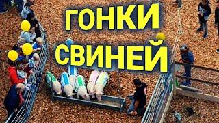 осенняя выставка в Золотурн | забег свиней |моя Швейцария