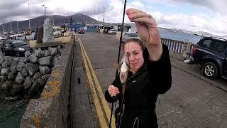 Lrf fishing on Fenit Pier for Corkwing Wrasse