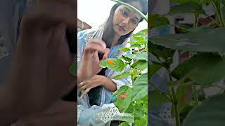 तुलसी मां की पूजा कैसे करें||तुलसी मां कहां होनी चाहिए #tulsi#puja #viral #youtubeshorts