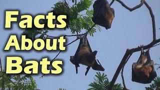 Strange Facts You Don’t Know about Fruit Bats | The Biggest Flying Foxes