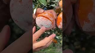 Which Fruit Has Which Nutrient? (Top 5 You Should Know)