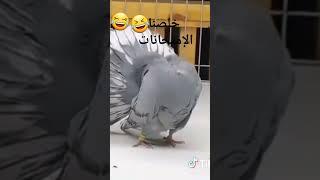 #الخواجة