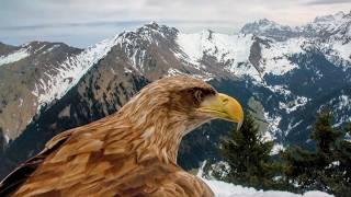 From Captivity To Wildlife: Crossed Destinies of Eagles