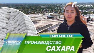 Сладкое производство в Кыргызстане. Как из свеклы получают сахар?