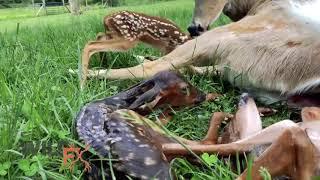 Deer Giving Birth To Baby Fawns | Fawning season 2019