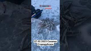 Самый первый «жор» в этом году, рыбаки отлично половили зубатку. 4 км от берега  #сахалин