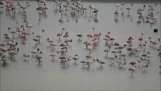 FLAMINGOS OF VASHI CREEK