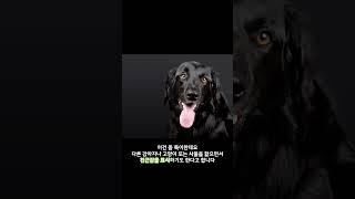 4화 강아지의 감정표현
