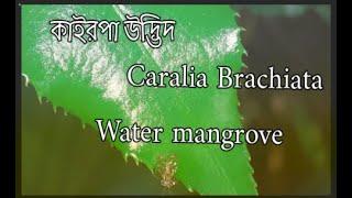 Caralia brachiata | Water mangrove