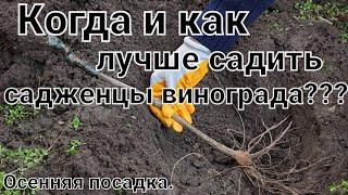 Когда и как лучше садить виноград!Осенняя посадка саджанца винограда!