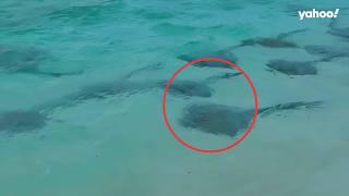 Reason for mesmerising cowtail stingray spectacle off Aussie coast | Yahoo Australia