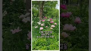 #손태진 #그대가있어다시 #감성발라드 #garden #작약 #flowers #힐링타임 #힐링송 #싱그러움 #shorts