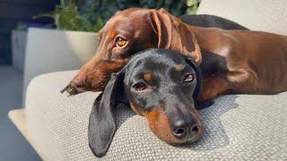 These 3 Mini Dachshunds are real sun lovers. It feels like spring.