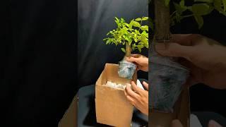 un boxing pre bonsai water jasmine #bonsai #unboxing #plant #plants #lovely #fun #shorts #cute #art