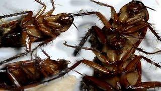 How to get rid of Cockroaches - step by step guide works 100 percent