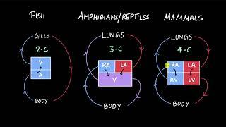 How many chambers do animals' hearts have? | Body fluids and circulation | Biology | Khan Academy