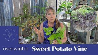 Propagate Sweet Potato Vine - Ipomoea Batatas (to overwinter)