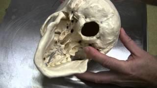Dr. Fabian Identifying Parts of the Skull Part 1 of 2 (HD)