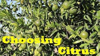 Grow These Varieties for an AMAZING Citrus Harvest!