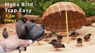 Myna Bird Trap Easy || Trapping Myna Birds in Seconds - DIY Stick Basket Trick || Quick bird trap