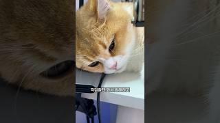 고양이도 나를 이해할 수 없을거야 #고양이일상 #냥춘기 #미묘 #cat