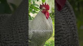 Chickens Make The Best Fertilizer #gardening #backyardchickens #backyardfarming