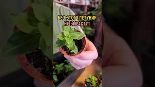 Если вовремя не сделать эту процедуру - красивыми петунии не вырастут