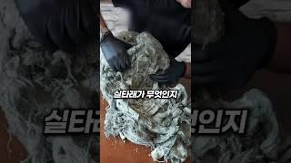 세계에서 가장 신비로운 치즈의 비밀!