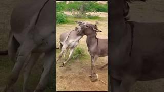 #donkey #animals #shortsvideo