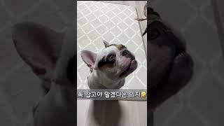 아기맹수 망찌의 하루 #shorts #frenchbulldog #프렌치불독 #강아지놀이 #아기맹수