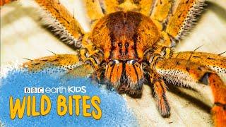 SPIDERS' SILK IS 5 TIMES STRONGER Than Steel! | Wild Bites | BBC Earth Kids