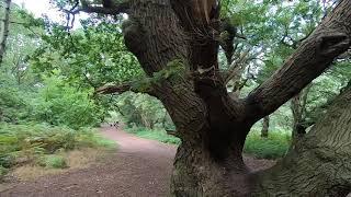 Major Oak Bonsai Inspiration from Sherwood Forest