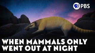 When Mammals Only Went Out At Night