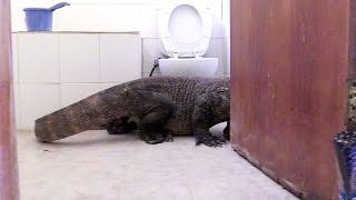 Komodo Dragon In Bathroom! | Planet Earth II