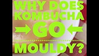 How to Make Kombucha for Gut Health - Homebrewing tips to Stop Kombucha Scoby Mould (NATURAL CURES)