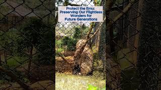 Protect the Emu: Preserving Our Flightless Wonders for Future Generations #shortvideo #shorts