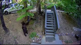 Untamed Montana: Protecting your property from bears