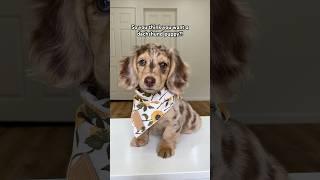 So you think you want a dachshund puppy?! #dachshund #wienerdog #puppy #shorts