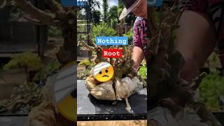 treatment making bonsai #kereaktipchannel #bonsai #bonsaiinspiration