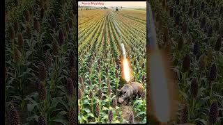 Drone to kill harmful pigs 6 #villagelife #smartfarming #rurallife #farmingtraditions #farming101