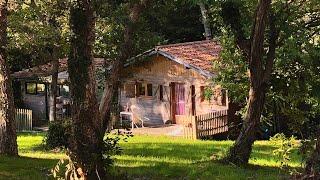 I moved to a forest cabin and started a permaculture garden