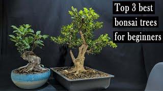 Top 3 best bonsai trees for beginners, easy to take care of!