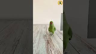 Funny Parrot#115#shorts #parrot #viral