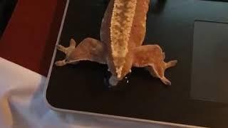 Gecko Lizard Poops On Owner's Laptop - 1075510