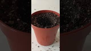 STOP Repotting Wrong!