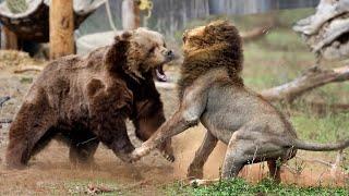 Bear vs Tigers, Wolves, Puma, Walrus, Cow and even Pig